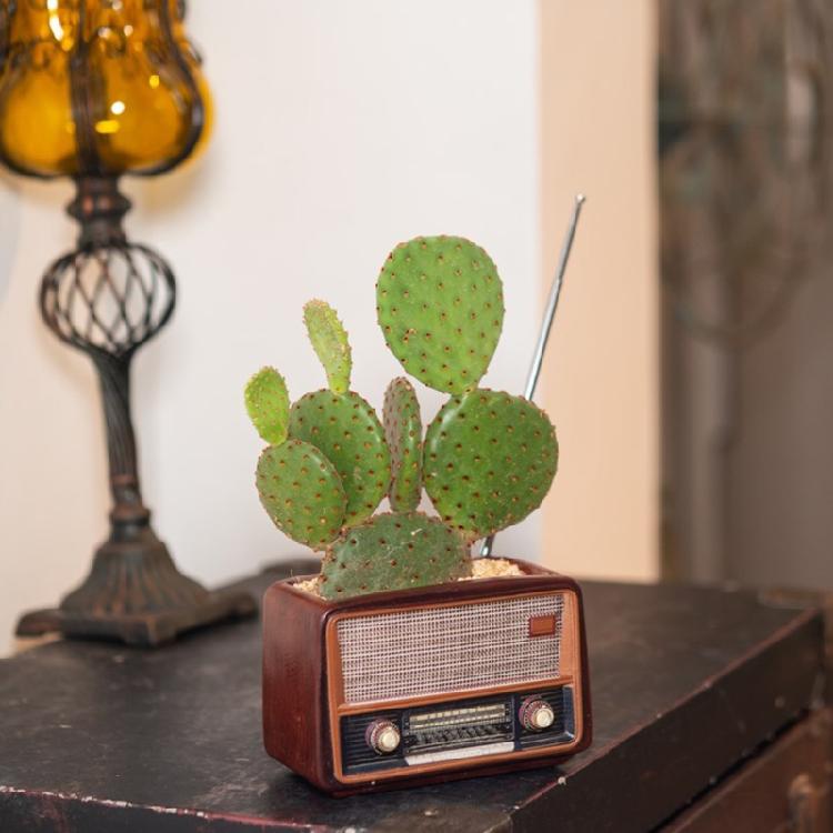 Vaso da Fiori Creativo Forma Radio Vaso da Fiori Pianta Fiorita Succulenta Cont