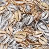 50pcs CCB Natural Shell Beads Sea Conch Loose Spacer Beads For Jewelry Making DIY Crafts Necklace Bracelet Earrings Accessories