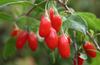 15 GOJI-BEEREN "CA. 300 Samen Wir versenden die getrockneten Beeren - FRISCHE SAMEN