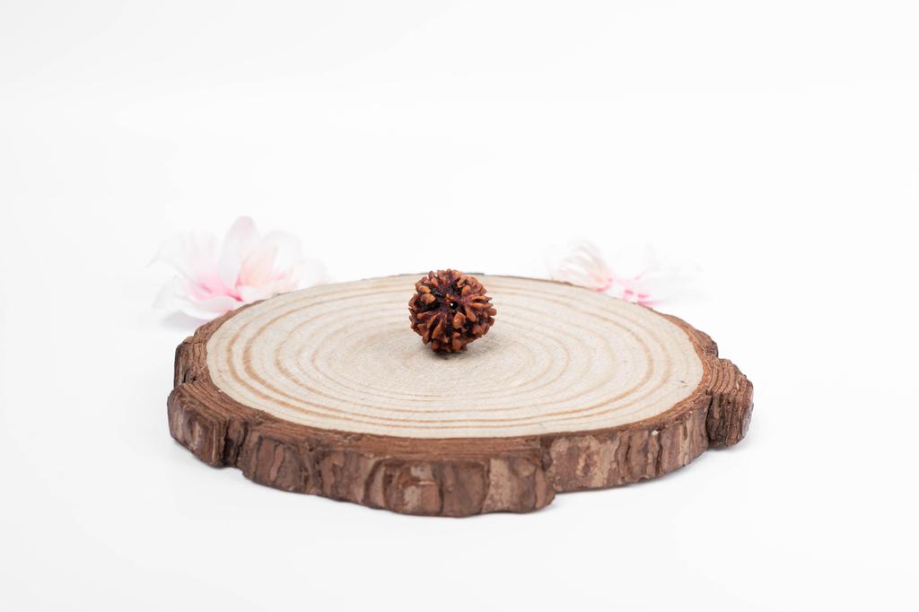 Natural 3 Mukhi Rudraksha Bead | Certified Authentic Rudraksha for Spiritual Growth | Genuine Sacred Bead for Meditation & Healing