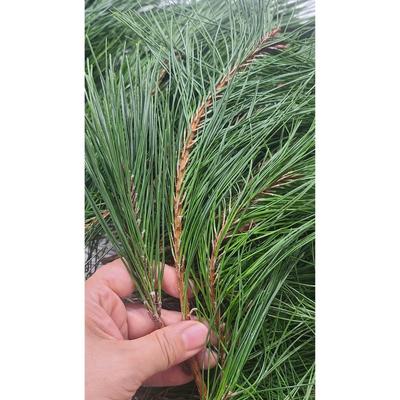 Pine Branches, Pine Needles, 300g, Raw Needle Shoots, Tea, Natural Product, Domestically Produced, Native Species