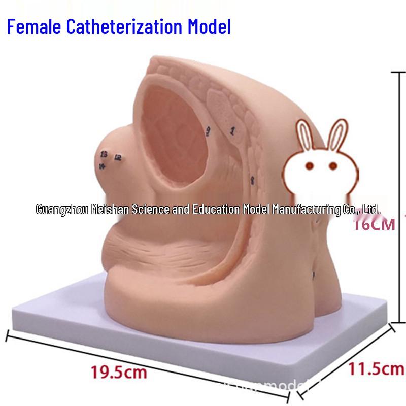 Простая модель для обучения катетеризации мужчин/женщин и послеродовой катетеризации