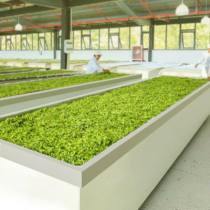 Bama Tea Anji Baicha Přírodní jarní nový čaj Zdravý bylinný čaj