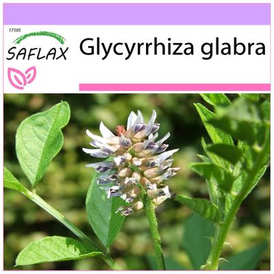 Liquirizia - 30 semi - Glycyrrhiza glabra