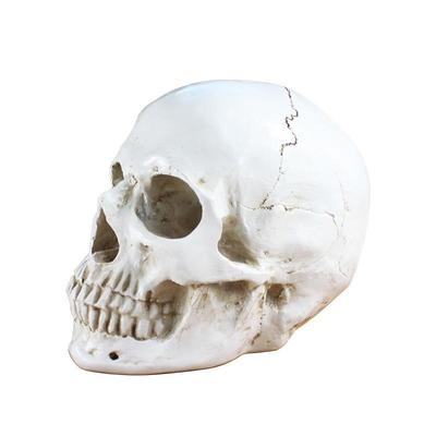 Antique White Resin Skull & Muscle Plaster Figurine for Teaching