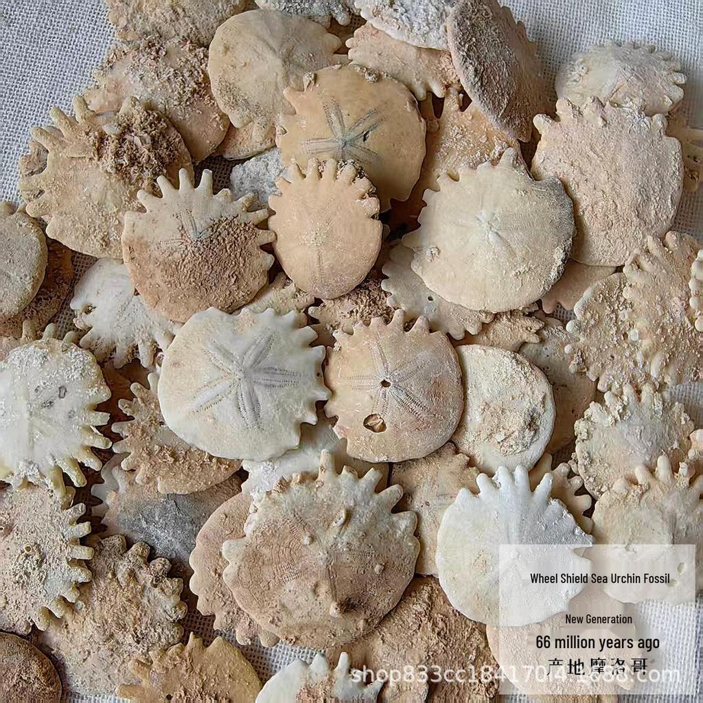 Natural Shield Urchin Fossil Specimen for Children's Paleontology and Science Education