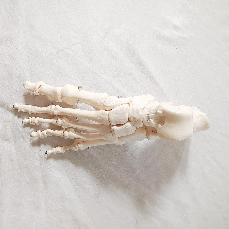 Detachable Full-Body Human Skeleton Model for Teaching & Study