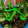 4pcs Of Plant Support Clips,Plant Support Fasteners,Sturdy Stem Clamps For Climbing Plants - Plastic Material,Or Indoor Climbing Plants Plant Supports