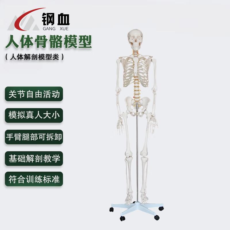 Human Skeleton Model for Anatomy