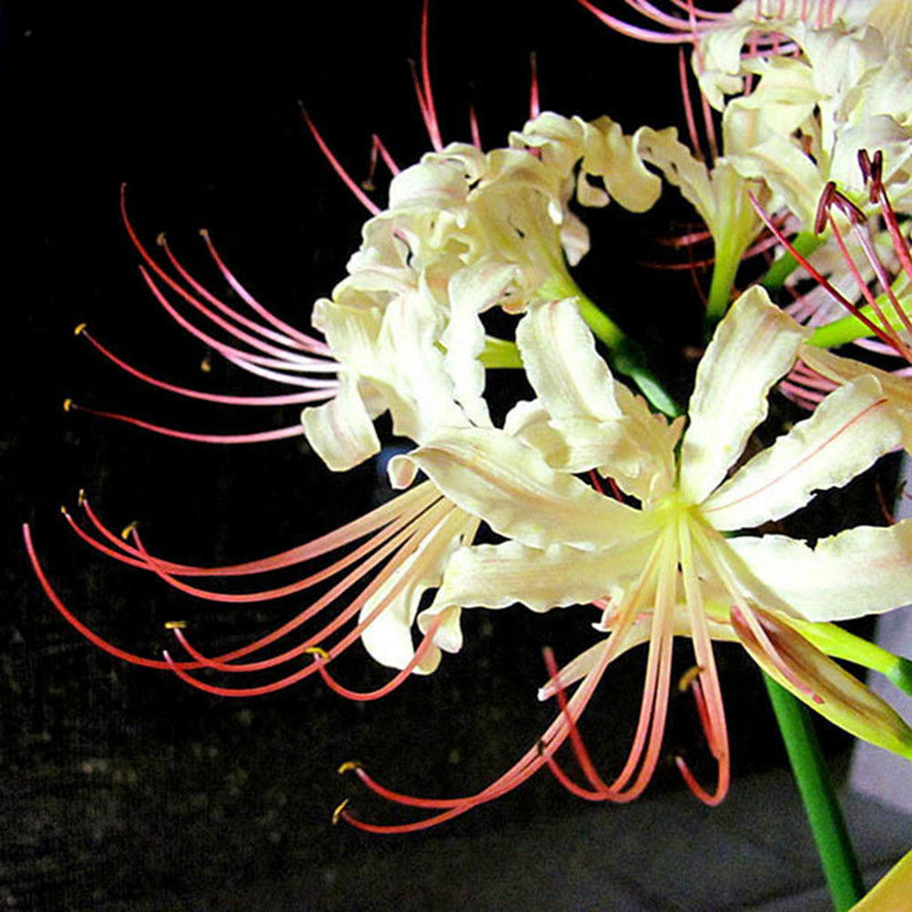 5 Bulbi Di Lycoris Radiata (Giglio Ragno) - Fiori Rossi, Per Giardino, Facili Da Coltivare
