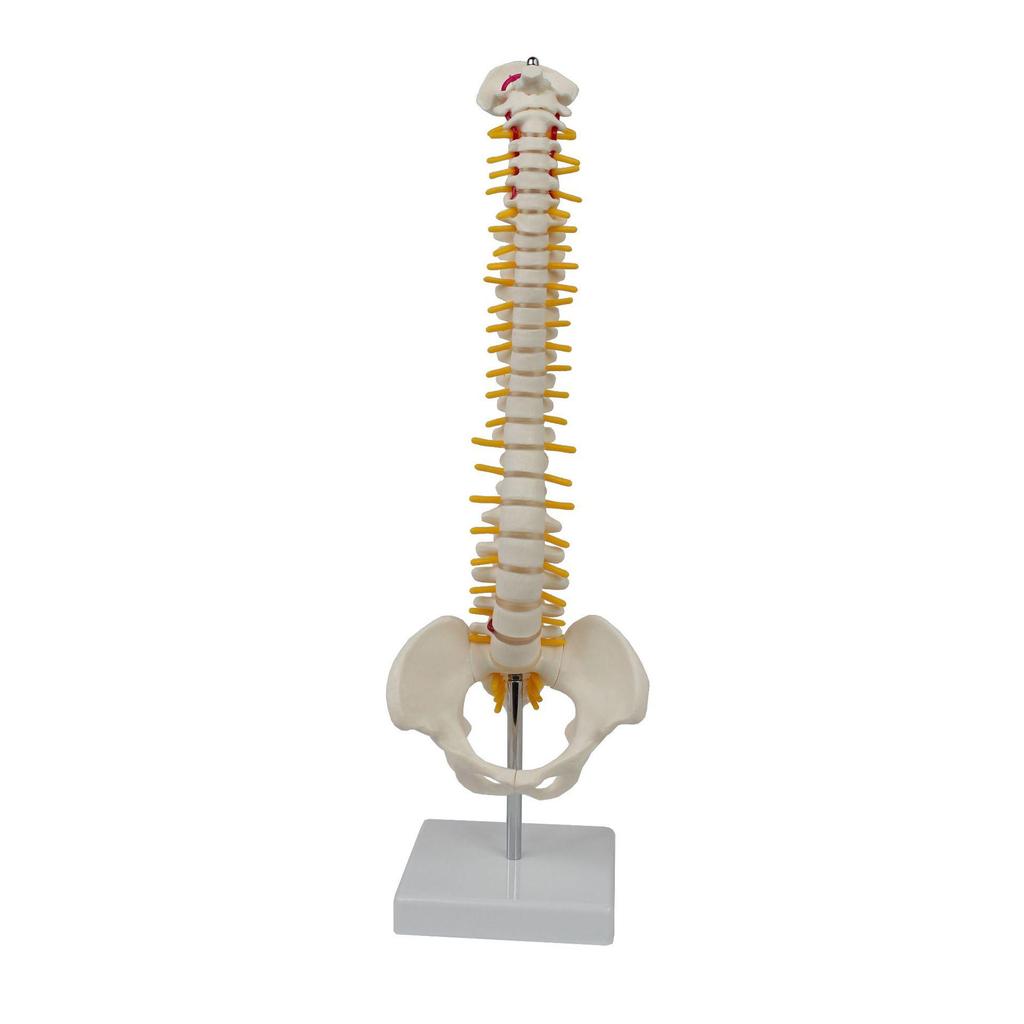 Medium Spine and Pelvis Skeleton Model for Orthopedic and Vertebrae Teaching