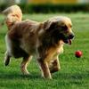 2Pc Portable Pet Cat Dog Training Chew Play Fetch Bite Toy General Indestructible Solid Rubber Ball