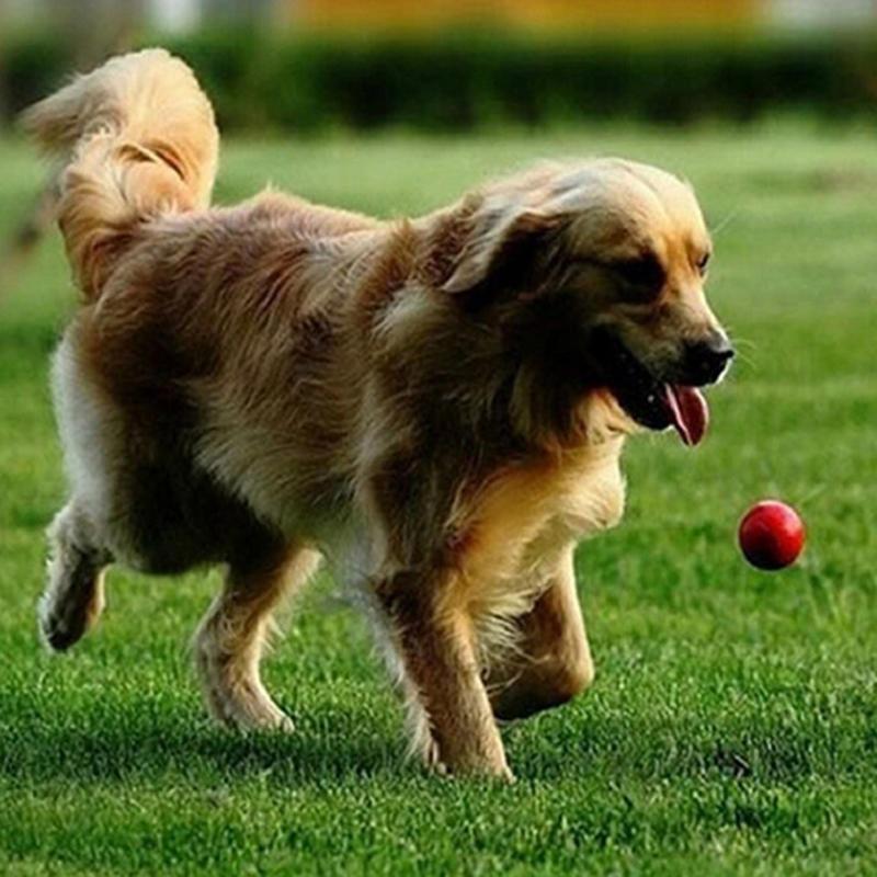 2Pc Portable Pet Cat Dog Training Chew Play Fetch Bite Toy General Indestructible Solid Rubber Ball