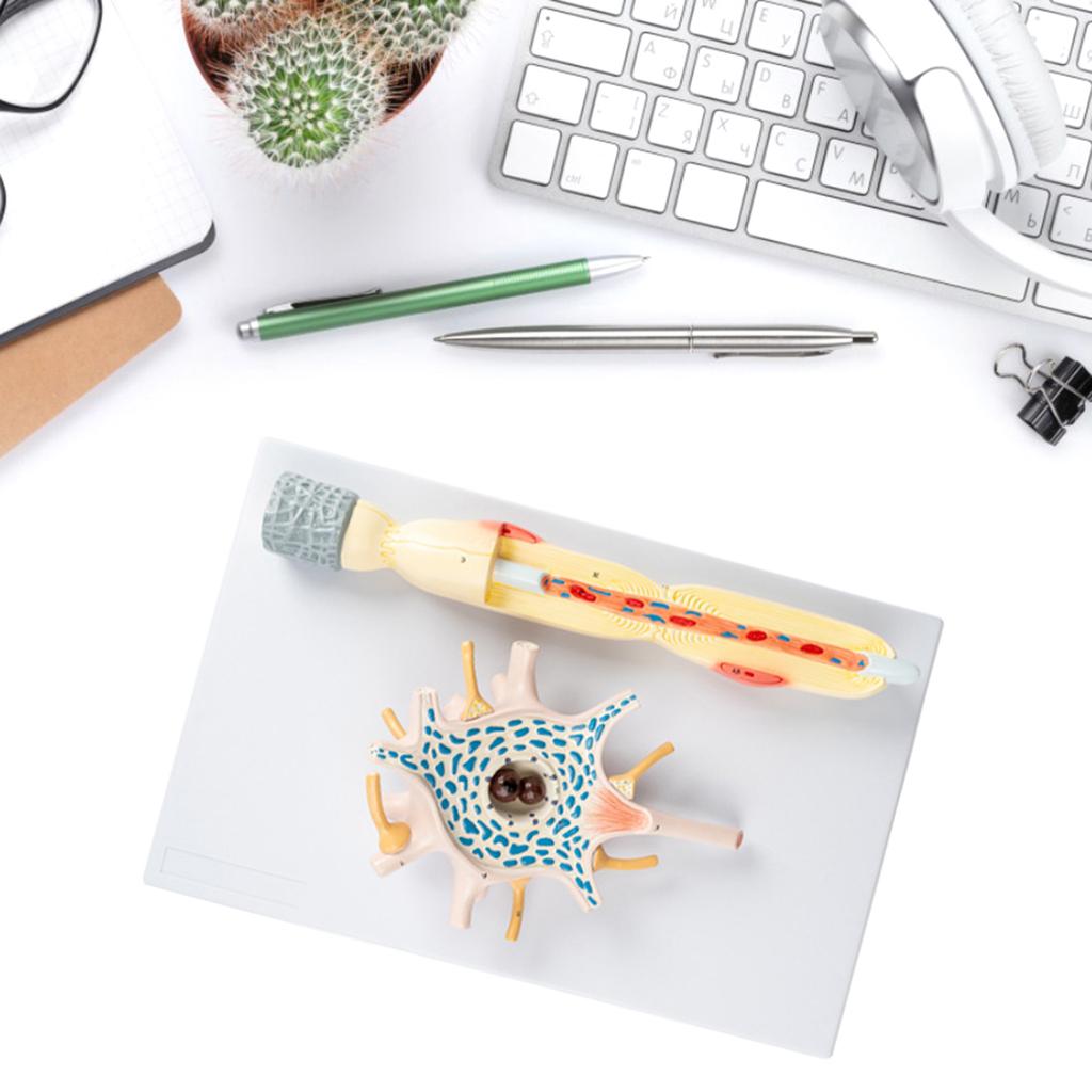 Neuron Amplification Model, Human Anatomy Model, Neuronal Cell Body and Nerve Fiber Structure Amplification Model Teach