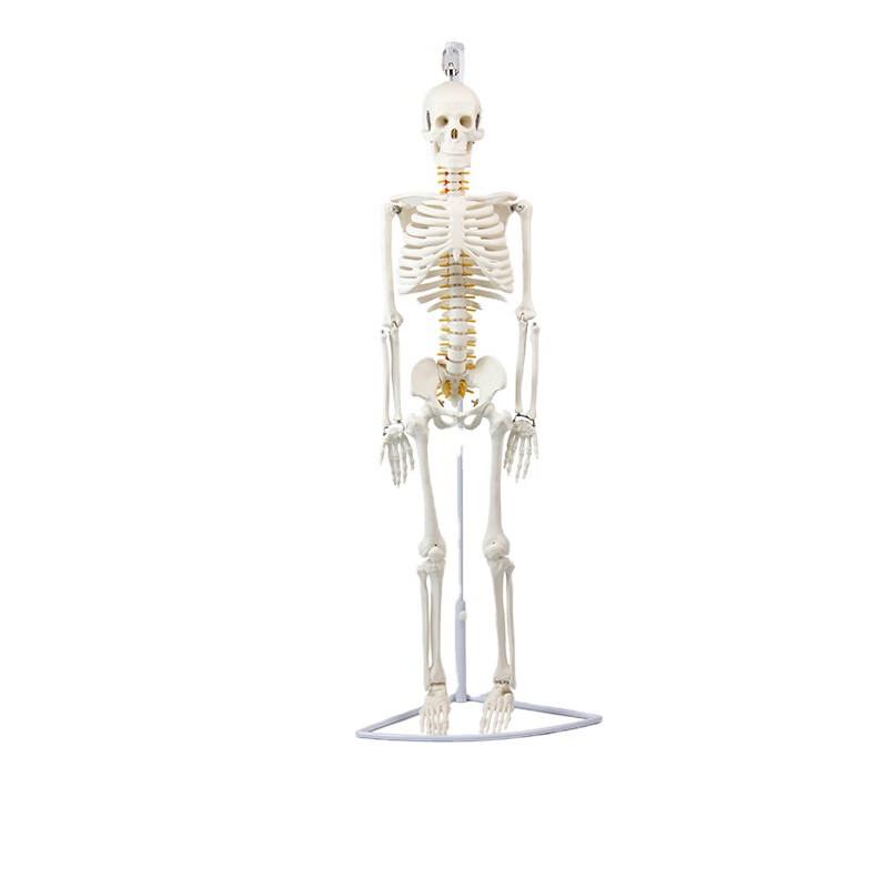 Life-Size Human Skeleton Model (170cm)