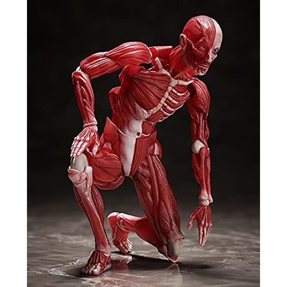 Figma model lidského těla bez měřítka ABS&PVC malovaná pohyblivá figurka F51042