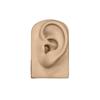 Tools Body for Hearing Teaching Simulation Ear Jewelry Earrings Display Silicone Ear Model Fake Ear