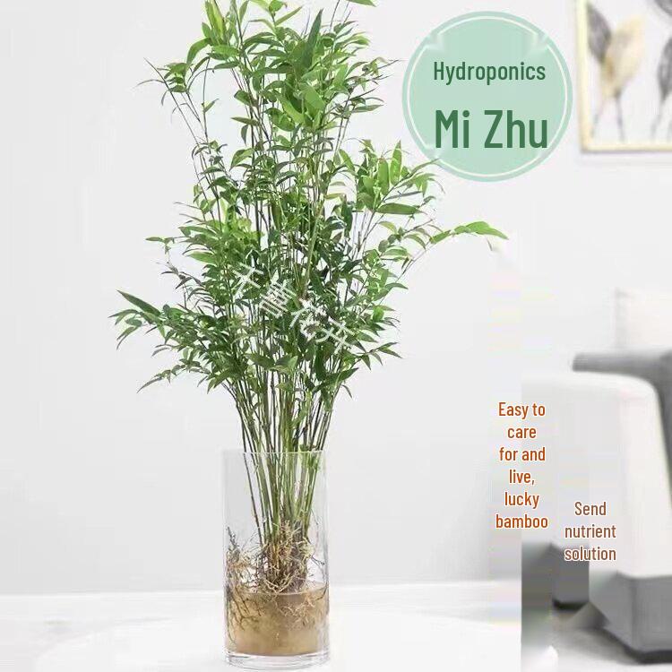 Compact Hydroponic Bamboo Rice Pot for Indoor/Outdoor Landscaping: Fiddle Leaf Bamboo Seedlings, Ornamental Courtyard Bonsai Plant.