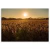 Canvas print, Field of maize