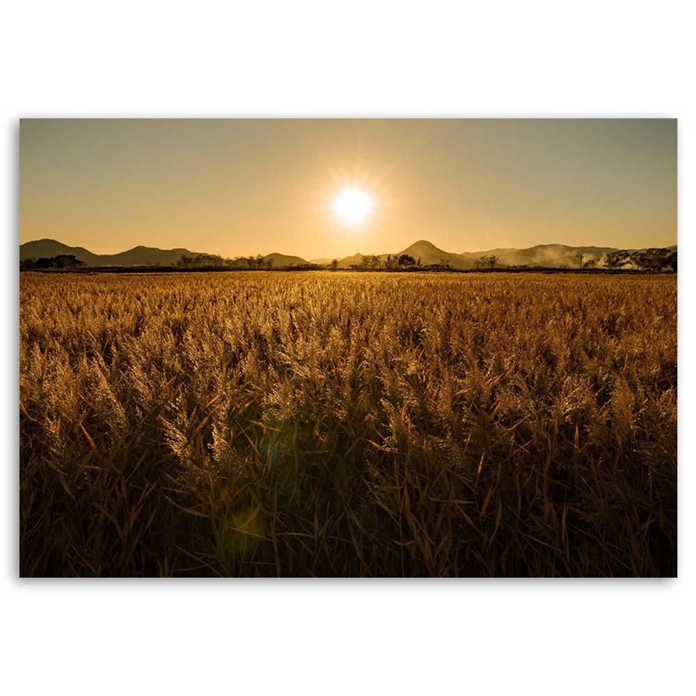 Canvas print, Field of maize