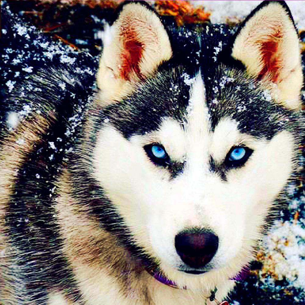 Diamantové vyšívání Dog Cross Stitch Full Drill Square Diamond Painting Animal Mosaic Decor for Home