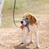 Gentle Leader Dog Head Collar No Pull Soft Padded Nylon Head Halter with Striped Pattern Stops Heavy Pulling
