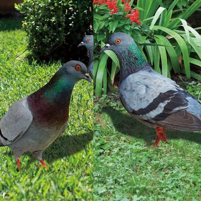 Pigeon de jardin Extérieur Contenu du paquet Statue