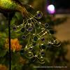Solar Outdoor Peacock String Lights for Garden Decor