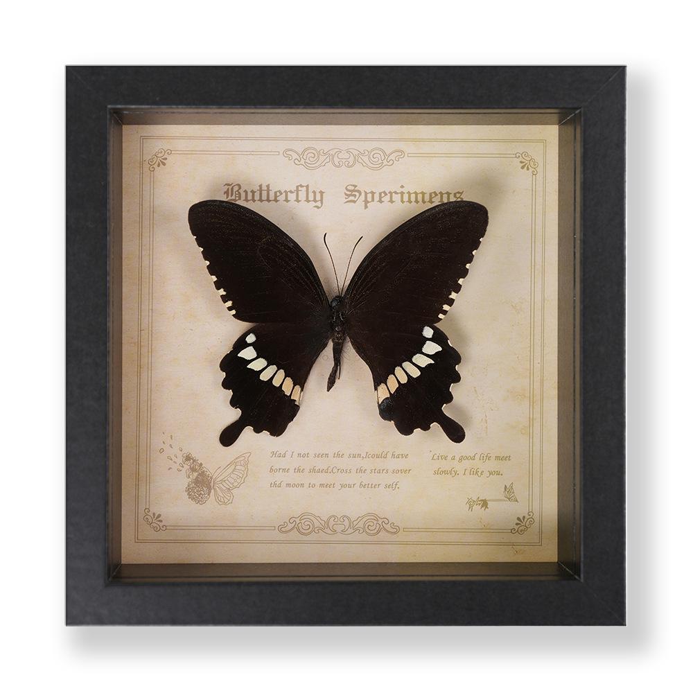 Green Banded Swallowtail Butterfly Specimen Decorative Painting - Real Insect for Display