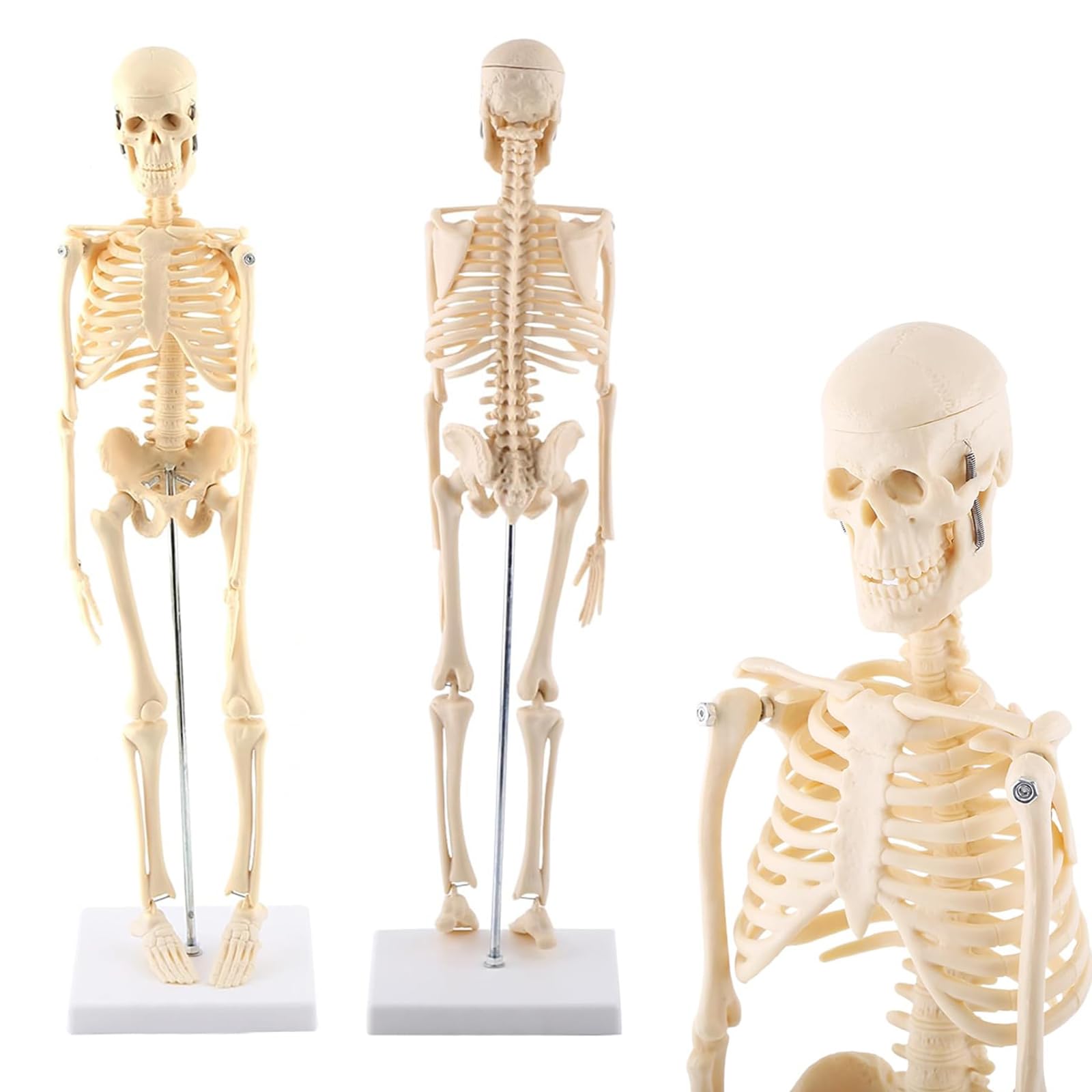 Human Skeleton Model, 1/4 Scale, Full Body Skeleton Model, Approx. 45 cm Mini, Articulated with 7 Points of Movable Joints, with Stand, PVC, Removable