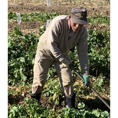 Farm-Grown Sulforaphane Tablets, 360 Tablets, Freeze-Dried, 15mg Sulforaphane (SGS) Per Tablet, Broccoli Sprout Supplement, Phytochemical