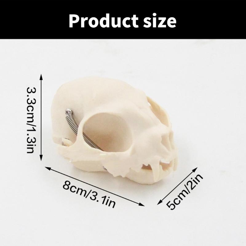 Katzenkopf Anatomiemodell Realistisches Katzenkopf Skelettmodell Tierschädel Anatomiemodell für Bildung Veterinärlehre