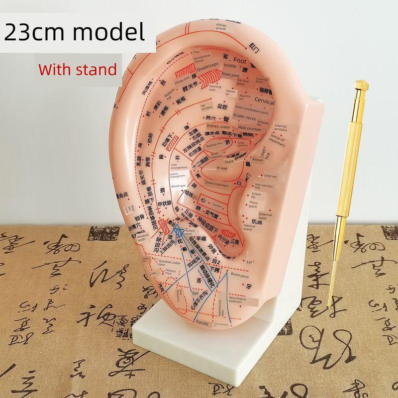 Teaching Version Auricular Points Model Multi-Acupoint Acupuncture Ear Acupuncture Model Auricular Points Mold Extra Large Ear Model with Bracket