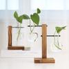 Creative Transparent Glass Plants Vase