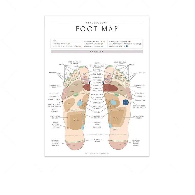 Science Wall Art Muscle System Human Anatomy Diagram Medical Education Supplies HD Oil On Canvas Posters And Prints Home Decor