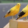 Outdoor Art Decor Garden Bird Model Artificial Feathered Ornament