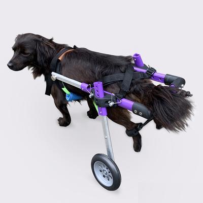 Hunde – Varer til hundepleje