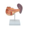 Human Organ Anatomy Model: Liver, Gallbladder, Pancreas, Spleen & Duodenum for Teaching & Science Exhibitions
