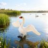 Realistic Warty-Nosed Swan Heart Model: Children's Cognitive Toy & Zoo Decoration