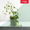 KADAX Pergola Podpora Drabinka Bambusowa 5 szt