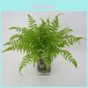Faux Pteridium Aquilinum Var Latiusculum Plant Decor Set With Realistic Leaf Textures For Garden Photography And Home Decor