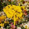 [Fontanella per Api] 1 Set Fontana per Api 3D Decorazione Giardino Picchetto per Prato, Picchetto da Giardino a Forma di Ape Carino e Creativo, Fontana da Esterno per Api con Alimentazione d'Acqua