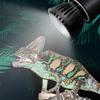 Effective LED Reptile Light Dedicated Reptile Lamp Bulb Turtle Basking Platform
