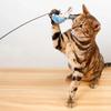 Newcomer Discount: Steel Wire Bird Bell Cat Teaser Rod with Replaceable Head for Interactive Play and Self-Amusement