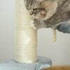 Cat Tree 65 cm Small Cat Tree with Cat Bed, Lounging Platform, Cat Scratching Post with Sisal Posts Cat Furniture for Cats up to 3.5 kg, Gray
