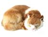 Cat Plush Toy Realistic Lying Cat Realistic Cat Figurine Room Decoration Interior #5