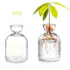 Transparent Glass Avocado Seed Starter Vase Growing Plant Kit - Eco-Friendly Gardening Lovers Gift