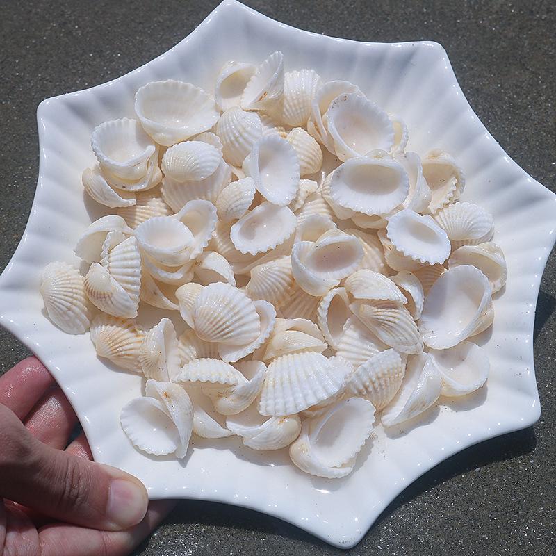 Handmade Natural Seashell Conch & Starfish Frame for DIY Fish Tank or Landscaping