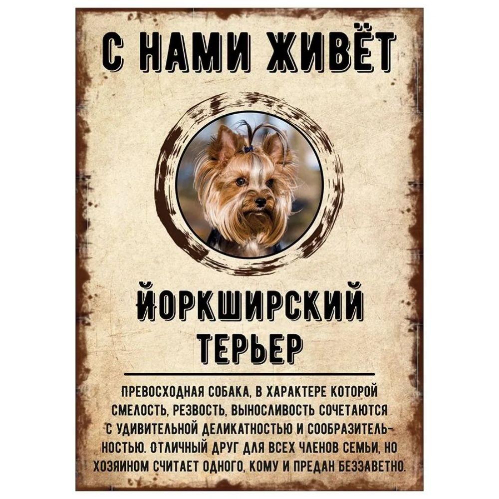 Schild, dekorativ, GEFAHR HUND, Schnauzer lebt bei uns, 20x30cm