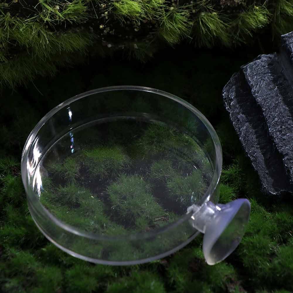 Durable for Fish Tank Acrylic Fish Feeding Bowl Fish Feeding Dish Shrimp Feeder Shrimp Food Box